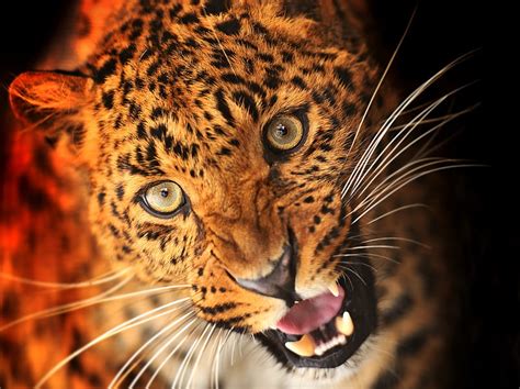 Leopard, wild, jaguar, eyes, animal, HD wallpaper | Peakpx