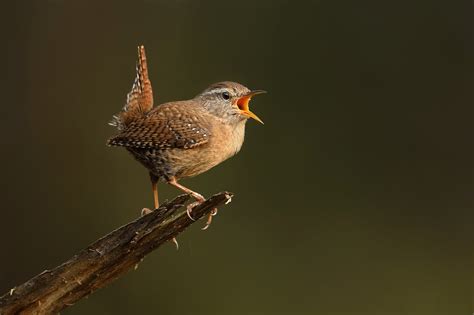 Music, Voices, Birds Singing? Most Missed Sounds from Hearing Loss ...