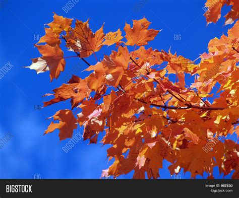 Red Maple Leaves Image & Photo (Free Trial) | Bigstock