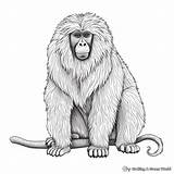 Baboon Coloring Pages  Free & Printable sketch template