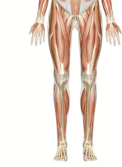 The Muscles of the Leg and Foot: 3D Anatomy Model