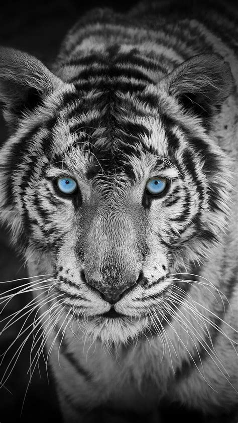 White Tiger HD Wallpaper ·① WallpaperTag