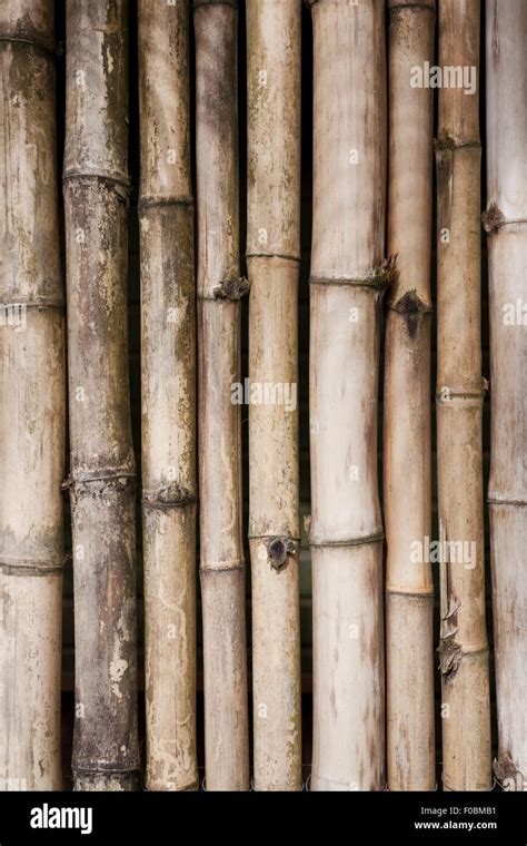 bamboo screen wall background Stock Photo - Alamy