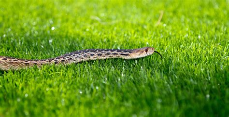 Keeping snakes away from your home and yard | News And Information | Oklahoma State University