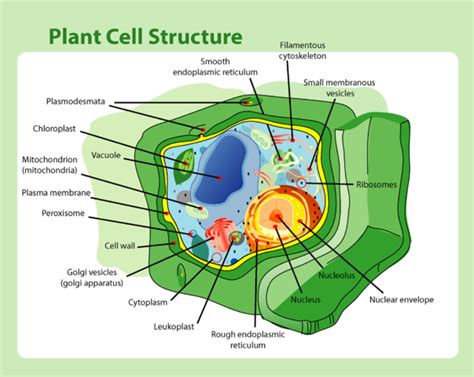 Plant Cell Wall | Function, Structure & Diagram - Lesson | Study.com