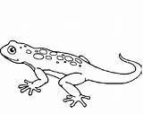 Gecko Coloring Pages  Best For Kids sketch template