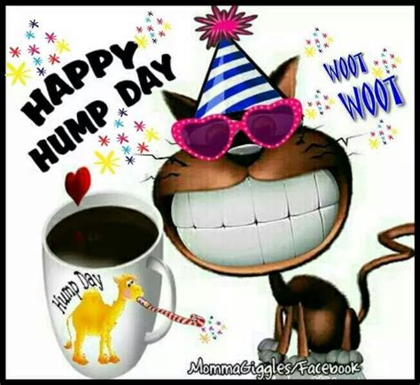 1000+ images about Hump Day on Pinterest | Hump day, Happy and Wishful thinking