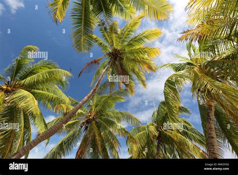 Coconut palm tree in blue sky background, Christmas Island, Kiribati Stock Photo - Alamy
