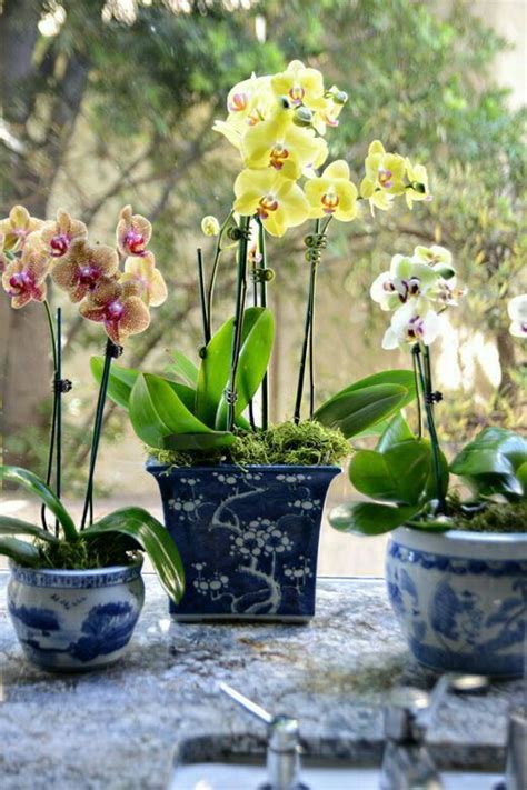 ceramic plant pots | Fleurs intérieur, Arrangements d'orchidées, Orchidée