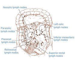 superior mesenteric nodes - Google Search