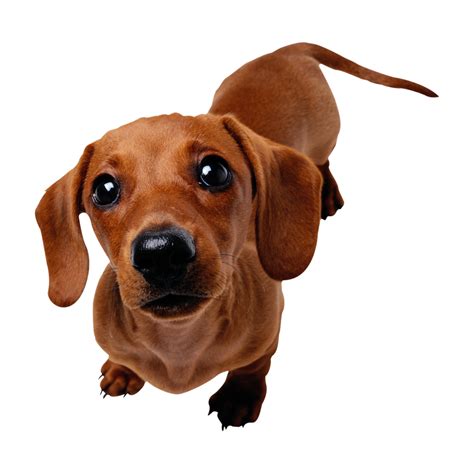 Dachshund PNG