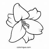 Coloring Lily Colouring Pages Flower Drawing Flowers Lilies Stargazer  sketch template