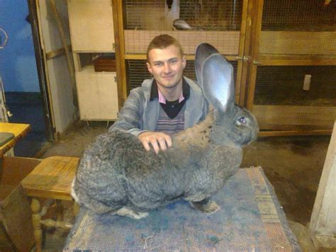 flemish giant rabbit for sale nc - Wonderful Thing Webcast Image Archive