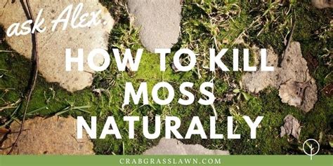 How to Get Rid of Moss in Lawn Naturally? | CrabgrassLawn