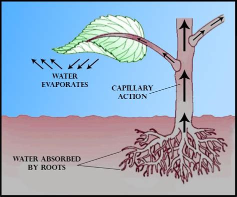 Root pressure develops due toA. Increase in transpirationB. Active absorptionC. Low osmotic ...