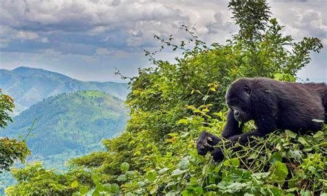 The Gorilla Life Cycle (All Stages of Growth) - African Gorilla Tours