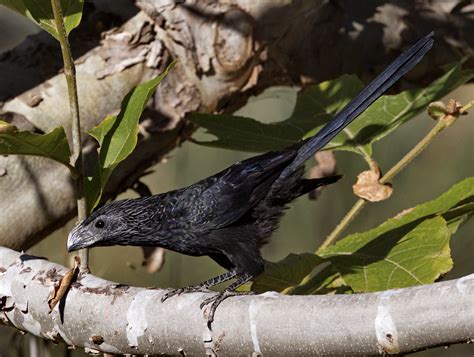 Groove-billed Ani | San Diego Bird Spot