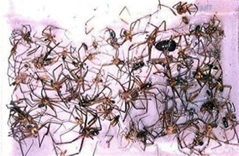 Brown Recluse Spider Traps House Spider Traps 12