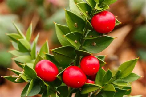 20 Edible and Non-Edible Red Berries You Need to Know - Smart Garden ...