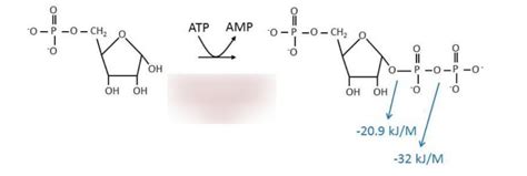 Purine synthesis step Diagram | Quizlet