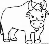 Ox Coloring Pages 28 Free Printables  ColoringAll sketch template