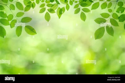 Closeup nature view of green leaf on blurred greenery background in ...