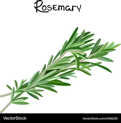 Rosemary Sprig