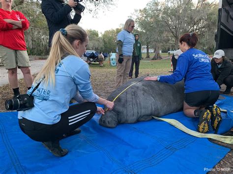 Florida rescue releases ‘unprecedented’ 12 manatees into the wild in one day | CNN