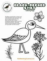 Black Necked Stilt Coloring Page  Bird Watching Academy sketch template