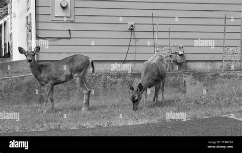two deer fallow animal. deer fallow brown color. photo of deer fallow outdoor. deer fallow Stock ...