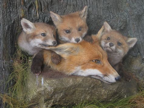 Fox Cubs and Vixen - UK Bird Small Mammal Taxidermist Mike Gadd