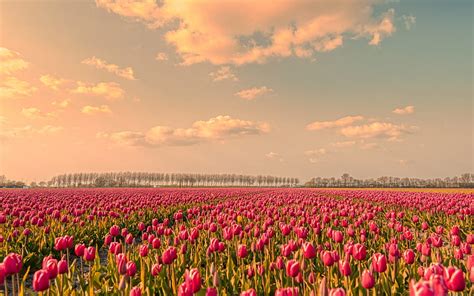 Tulip field, sunset, evening, wildflowers, tulips, pink tulips ...