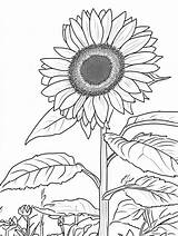 20  Free sunflower coloring Pages 🌻🎨 Coloringpagesforkidsnet sketch template