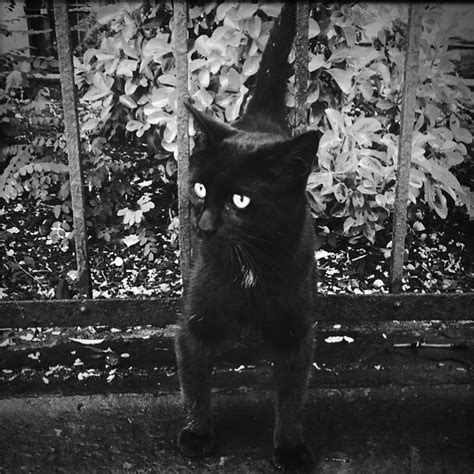 Creepy cat in front of haunted mansion #classic | Susan Brenner | Flickr