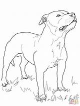 Staffordshire Bull Terrier coloring Page  Free Printable Coloring Pages sketch template