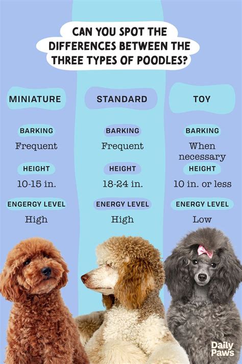 What Is The Smallest Poodle Toy Or Miniature