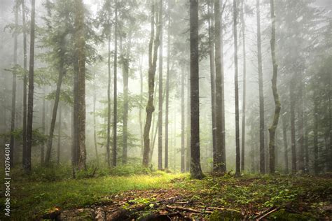 Beautiful foggy forest landscape with rainfall. Stock Photo | Adobe Stock