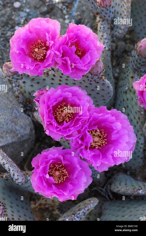 Mojave desert flowers hi-res stock photography and images - Alamy