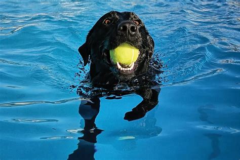 Dog Swimming Pool | Canine Fitness & Fun Center