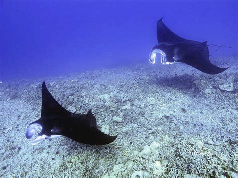 manta rays | Manta ray, Big island hawaii, Kona hawaii