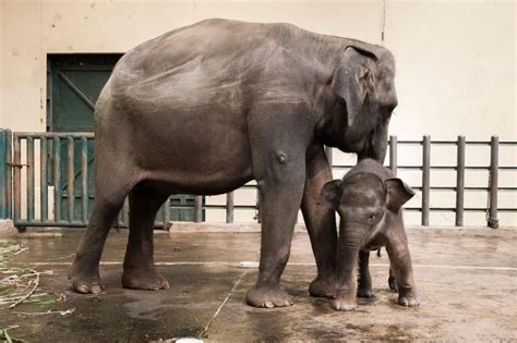 Menparekraf Beri Nama 'Pulisia' Pada Anak Gajah Sumatera di Taman Safari, Ini Artinya!