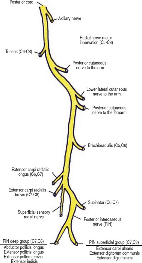 Radial Nerve