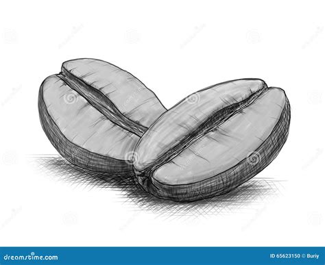 Sketch of coffee beans stock illustration. Illustration of menu - 65623150