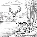 Elk Coloring Pages  Free & Printable sketch template