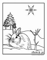 Winter Animals Coloring Pages Printable sketch template