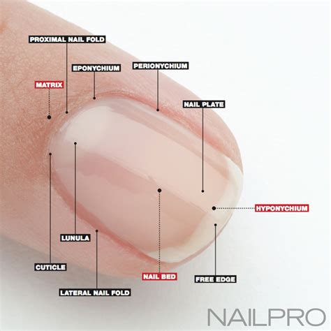 Chapter 9 Nail Structure and Growth Diagram | Quizlet