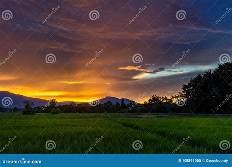 Vietnam Rice Paddy Field stock image. Image of agriculture - 100891055