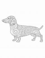 Dachshund Dog Coloring Page/ Zen Coloring/ Digital  Home sketch template