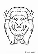 Musk ox Coloring Page For Kids » Free Download Artus Art sketch template
