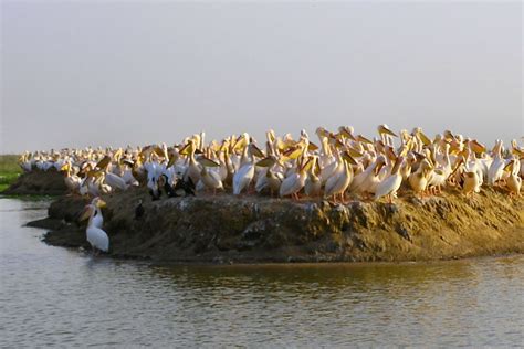 Djoudj National Bird Sanctuary of Senegal | World heritage sites, National parks, World heritage